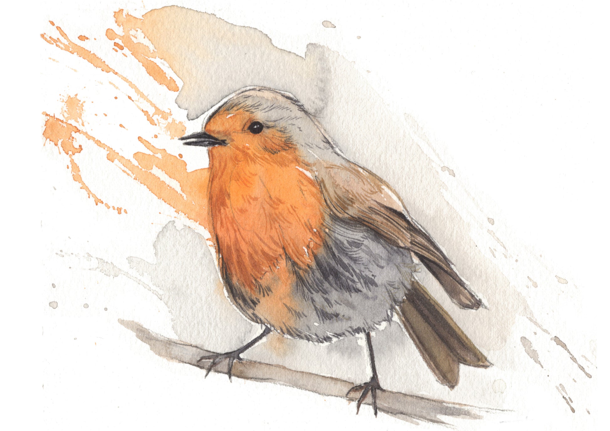 Watercolour illustration of a robin