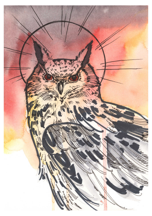 Red Owl Sketch