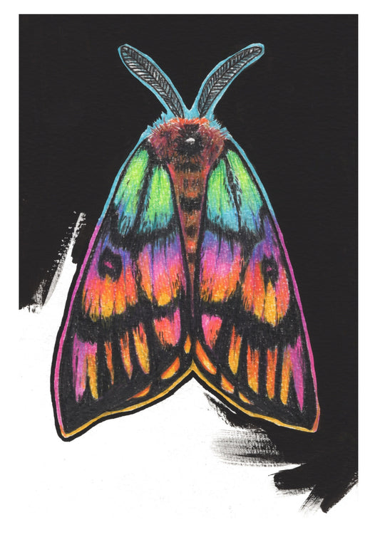 Rainbow Sheep Moth  | LEAVING SOON